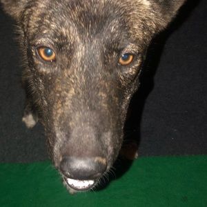 Meet your Posher, Anelo